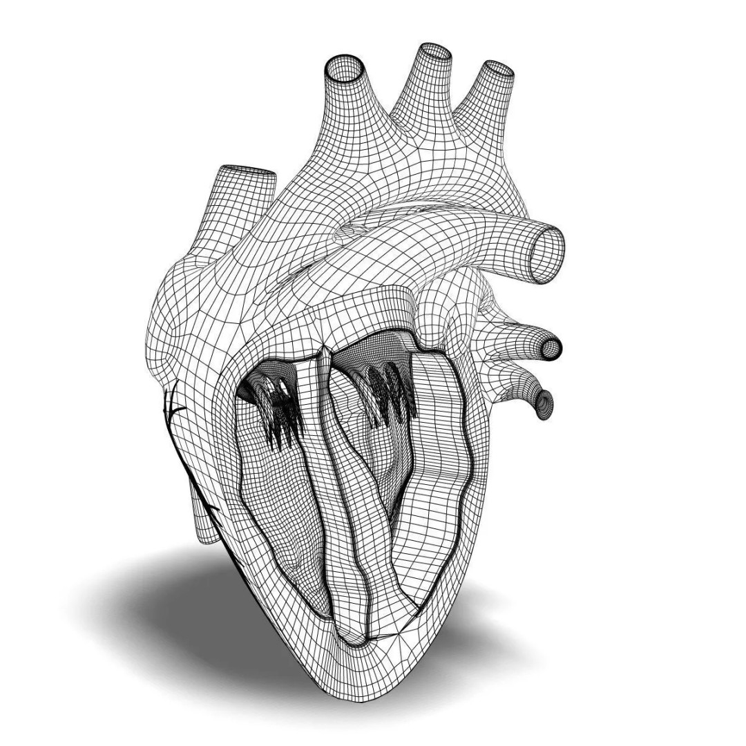 Human Heart Cutaway 3D Model – Detailed Medical Anatomy, FBX - View 5