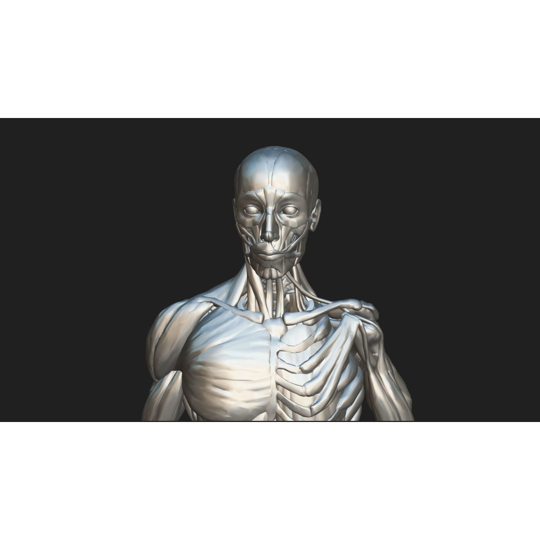 Human Anatomy 3D Model – Low Poly Ecorche with Detailed Muscle System