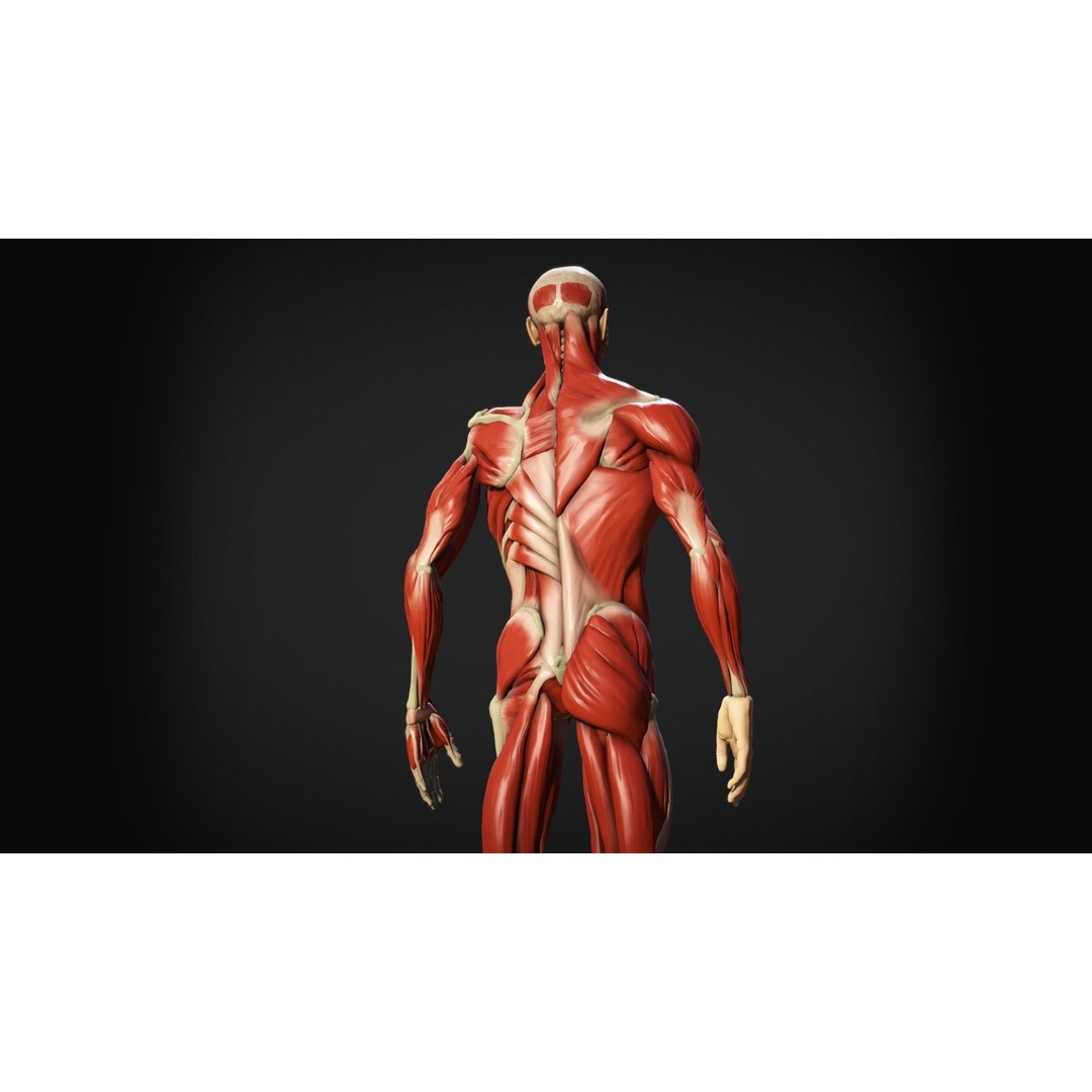 Human Anatomy 3D Model – Low Poly Ecorche with Detailed Muscle System - View 10