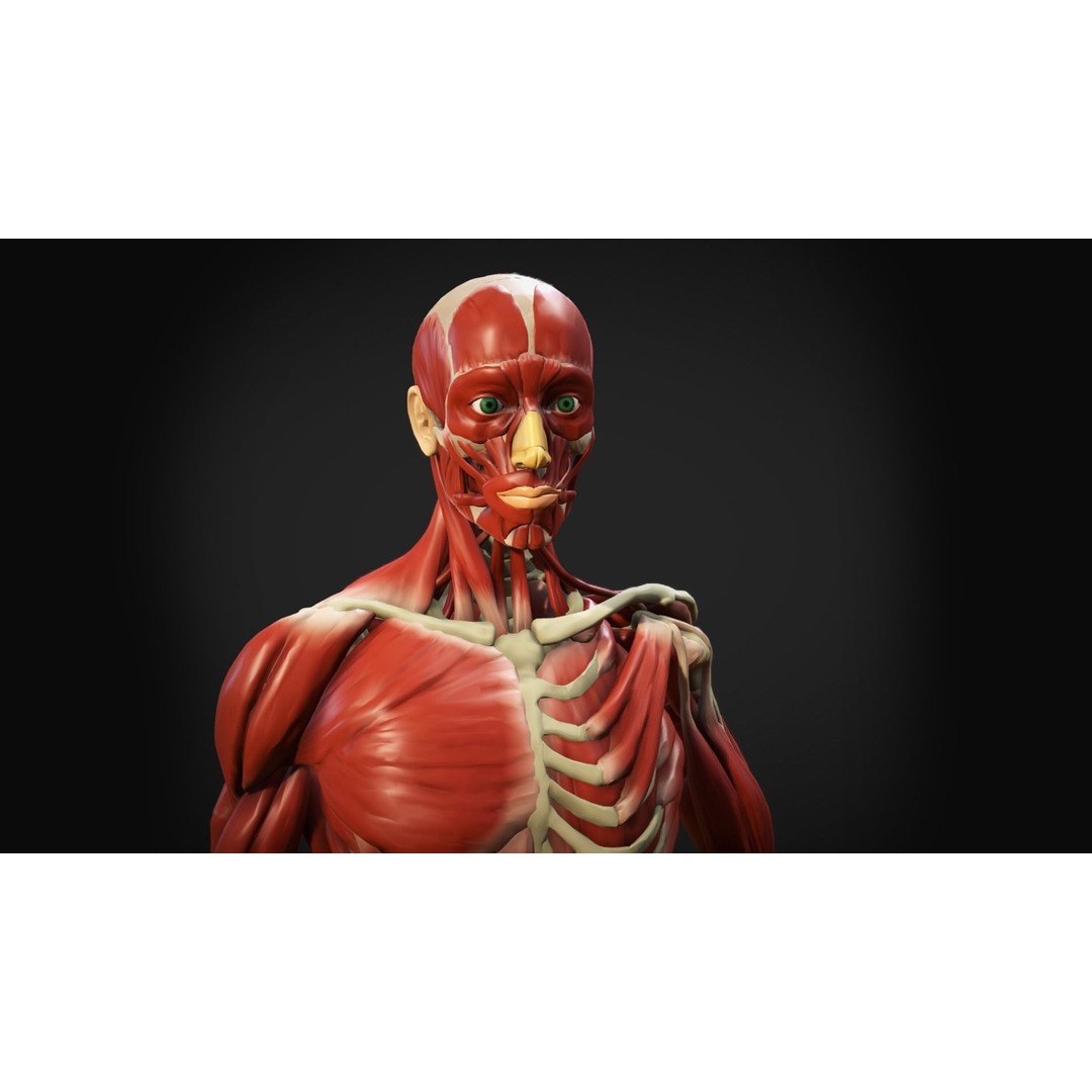 Human Anatomy 3D Model – Low Poly Ecorche with Detailed Muscle System - View 11