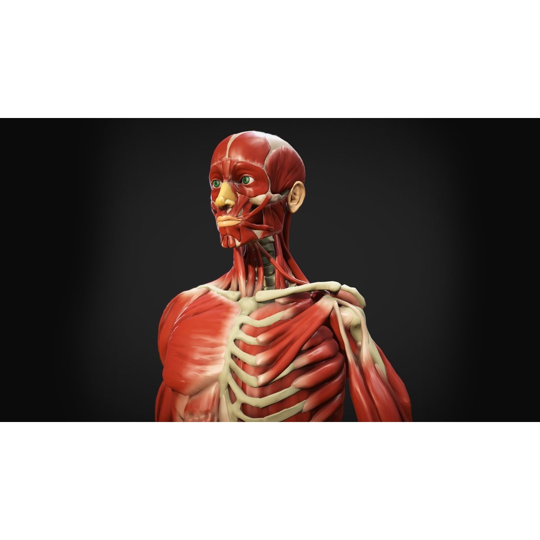 Human Anatomy 3D Model – Low Poly Ecorche with Detailed Muscle System - View 12