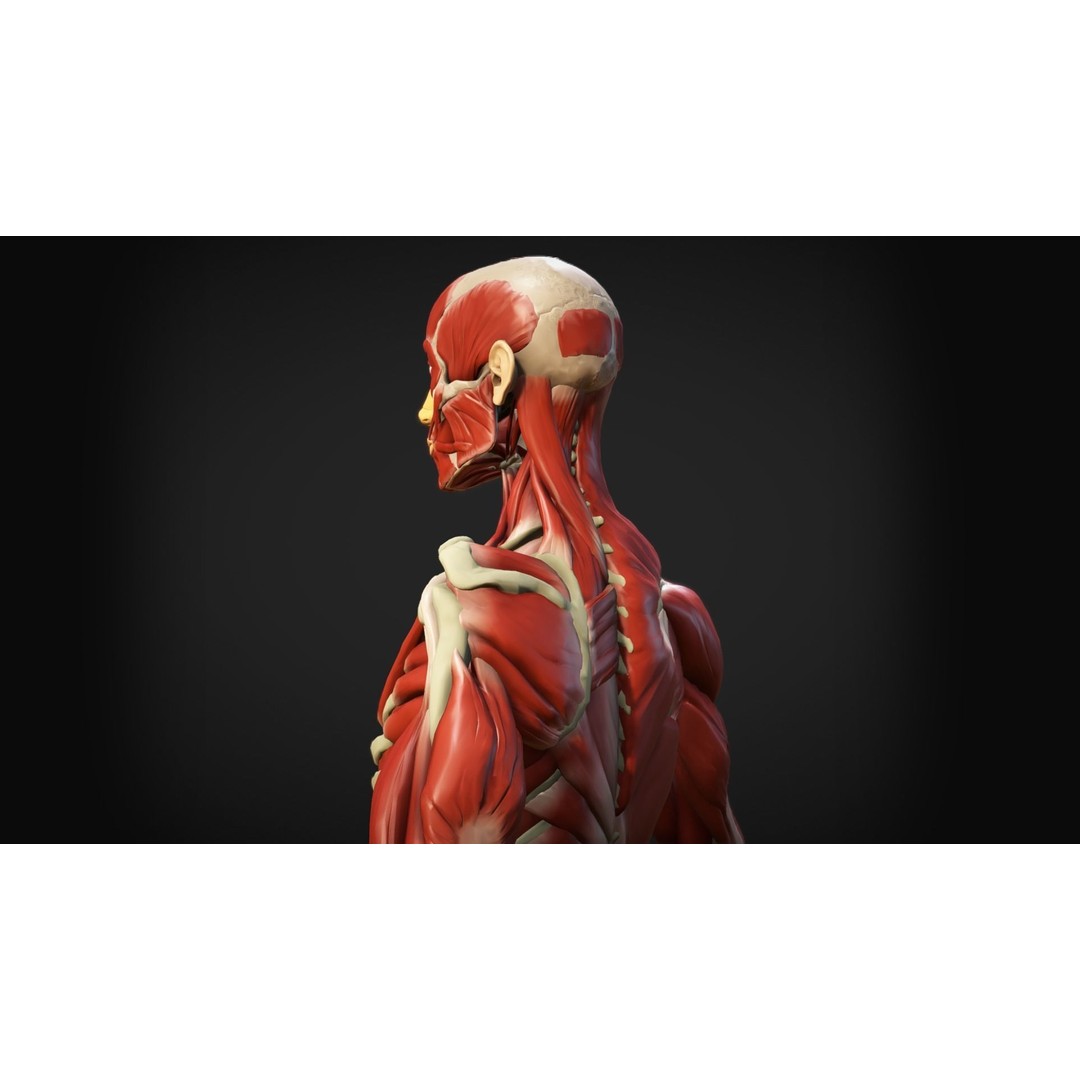 Human Anatomy 3D Model – Low Poly Ecorche with Detailed Muscle System - View 13