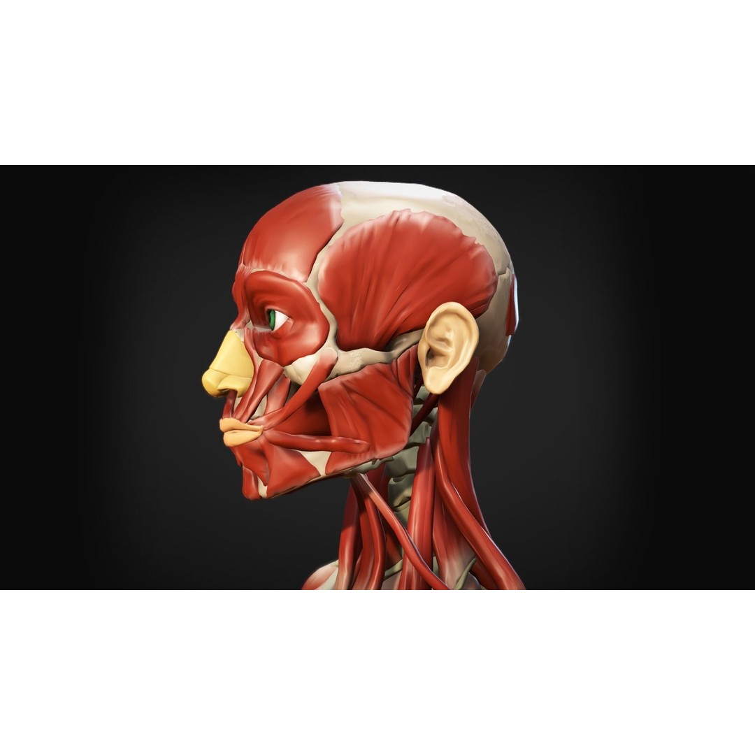 Human Anatomy 3D Model – Low Poly Ecorche with Detailed Muscle System - View 14
