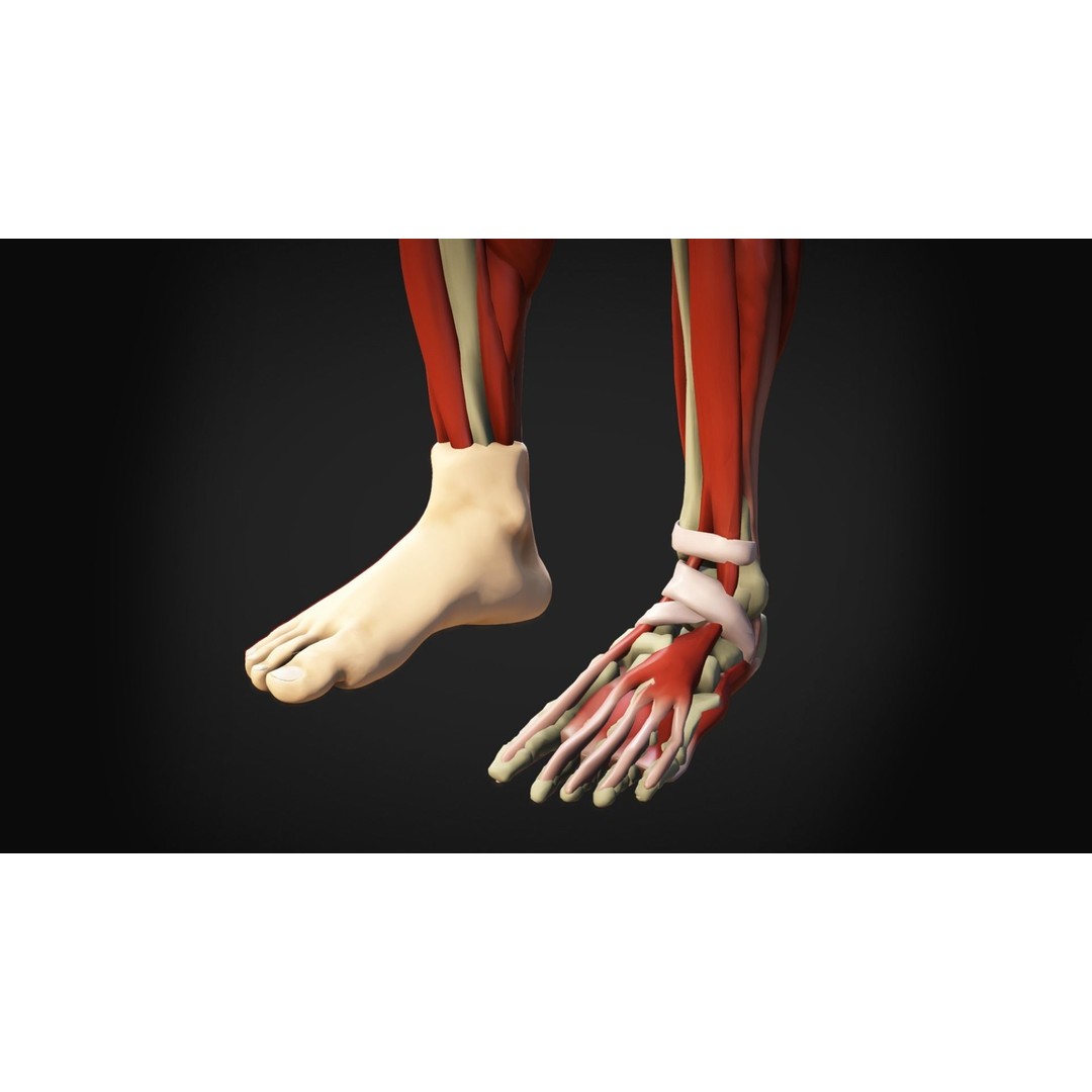 Human Anatomy 3D Model – Low Poly Ecorche with Detailed Muscle System - View 15