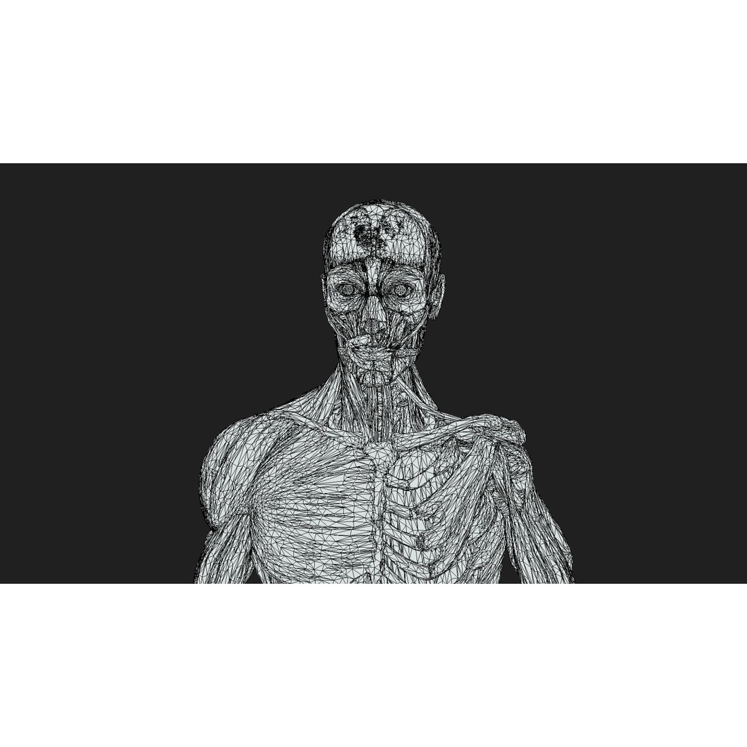 Human Anatomy 3D Model – Low Poly Ecorche with Detailed Muscle System - View 16