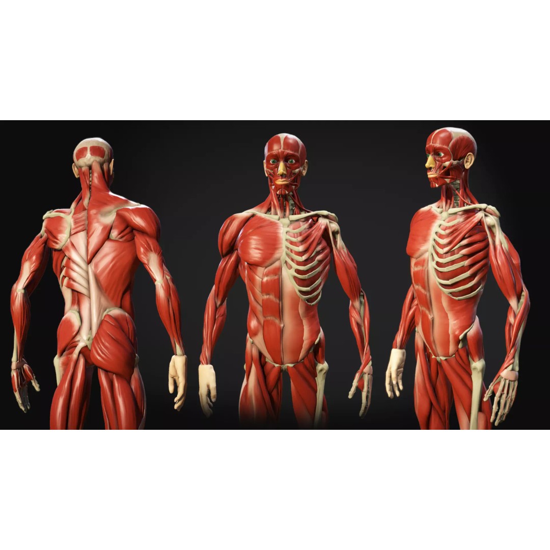 Human Anatomy 3D Model – Low Poly Ecorche with Detailed Muscle System - View 2