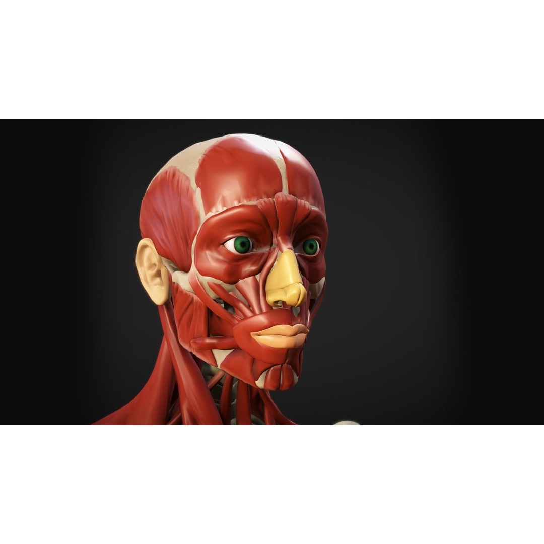 Human Anatomy 3D Model – Low Poly Ecorche with Detailed Muscle System - View 4