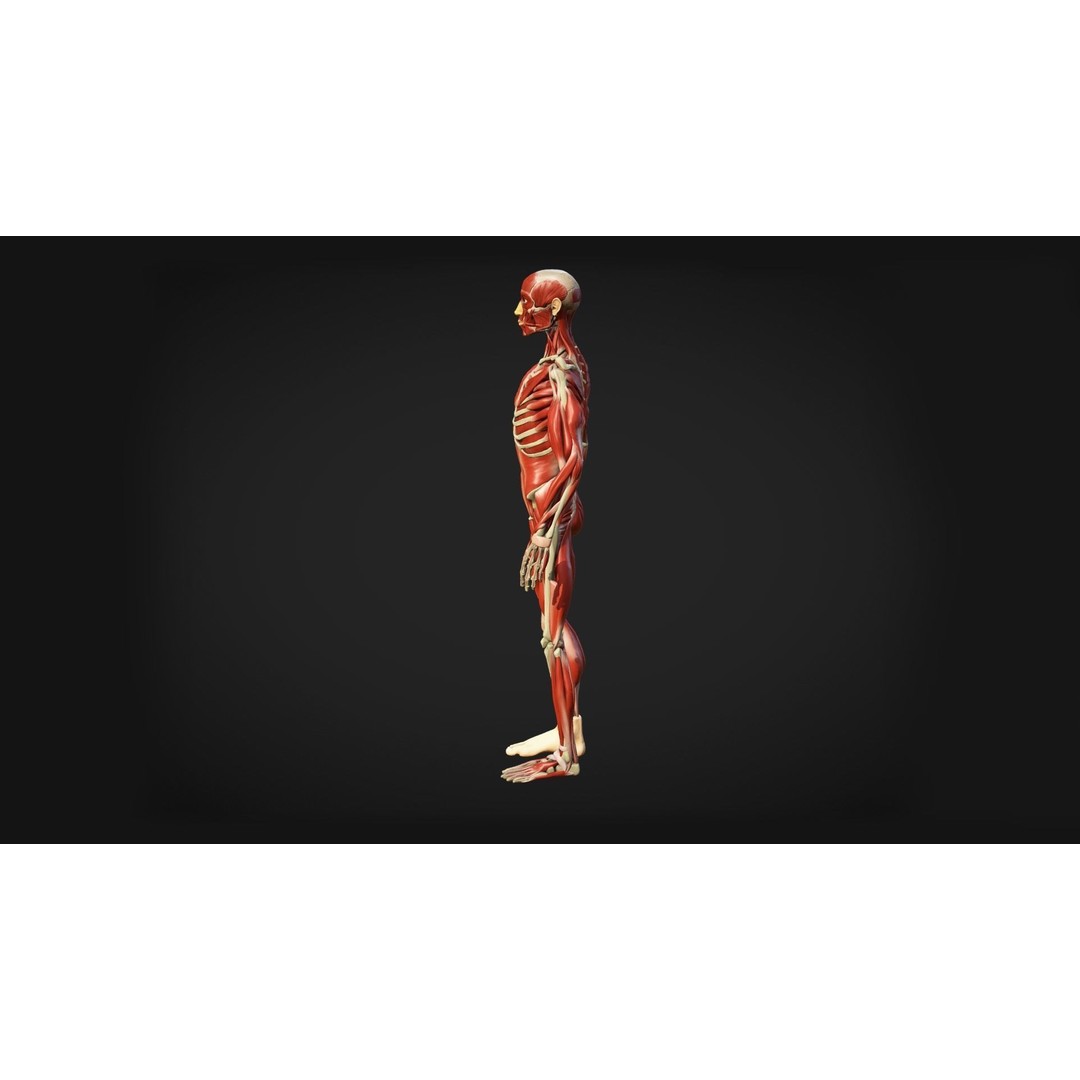 Human Anatomy 3D Model – Low Poly Ecorche with Detailed Muscle System - View 5