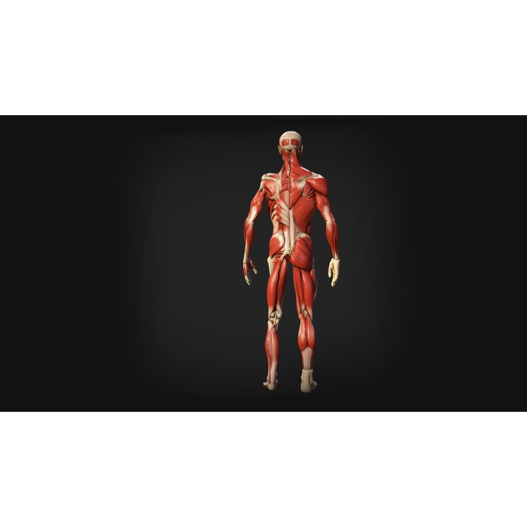 Human Anatomy 3D Model – Low Poly Ecorche with Detailed Muscle System - View 6