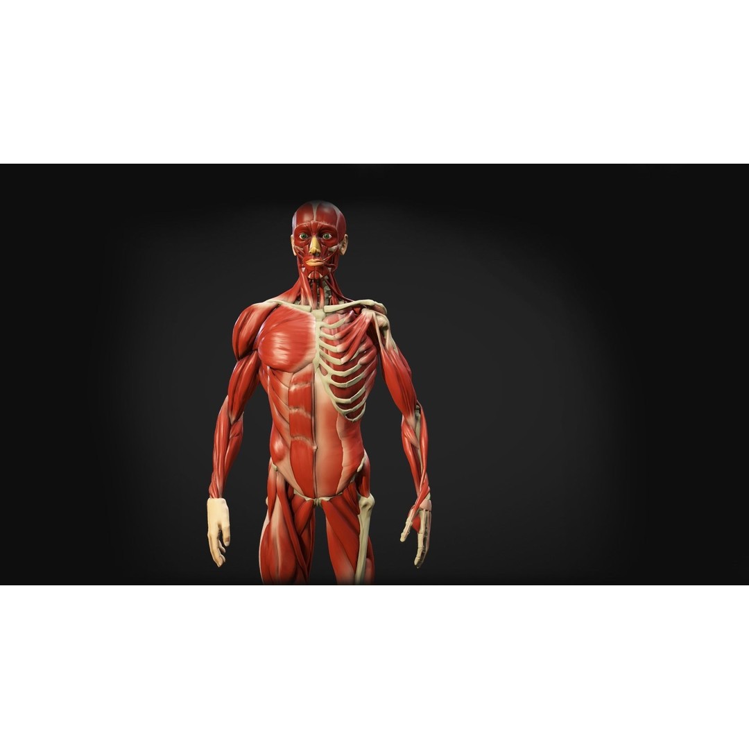 Human Anatomy 3D Model – Low Poly Ecorche with Detailed Muscle System - View 7