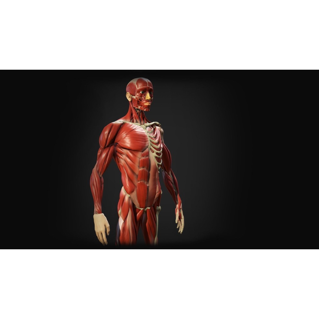 Human Anatomy 3D Model – Low Poly Ecorche with Detailed Muscle System - View 8