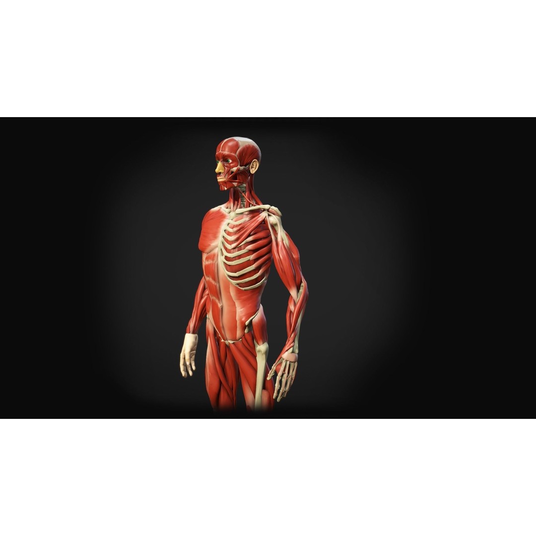 Human Anatomy 3D Model – Low Poly Ecorche with Detailed Muscle System - View 9