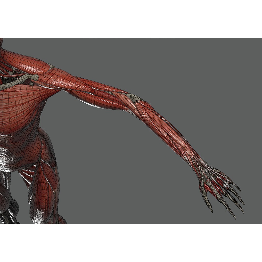 Human Female Anatomy 3D Model – Detailed Skeletal and Muscular Systems, FBX, OBJ