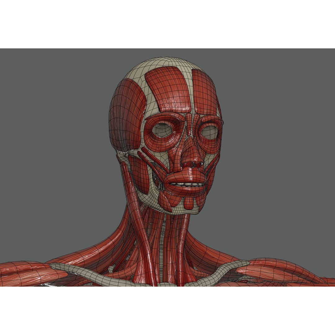Human Female Anatomy 3D Model – Detailed Skeletal and Muscular Systems, FBX, OBJ - View 10