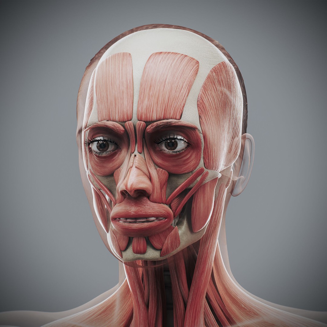 Human Female Anatomy 3D Model – Detailed Skeletal and Muscular Systems, FBX, OBJ - View 11