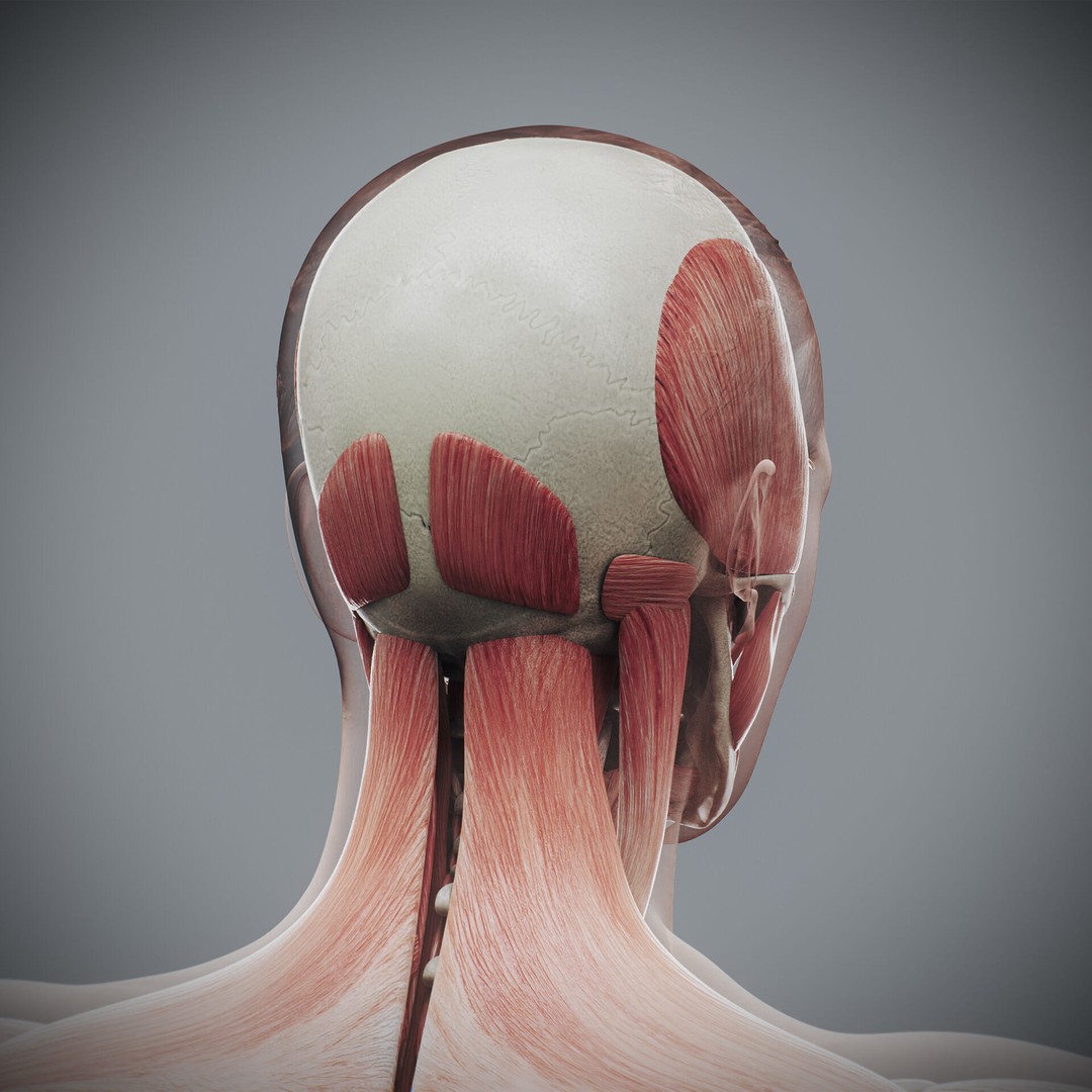 Human Female Anatomy 3D Model – Detailed Skeletal and Muscular Systems, FBX, OBJ - View 12