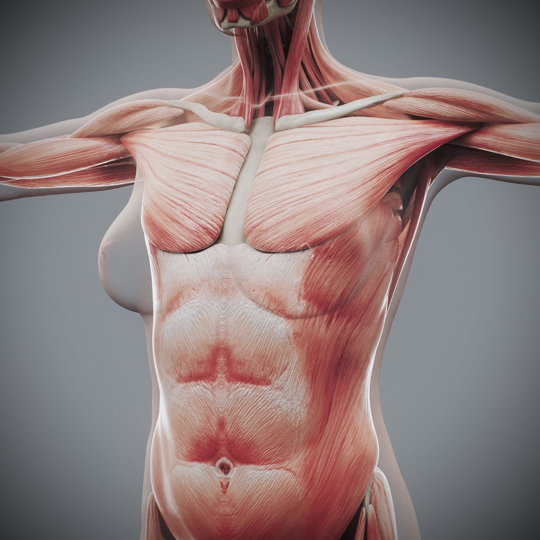 Human Female Anatomy 3D Model – Detailed Skeletal and Muscular Systems, FBX, OBJ - View 13