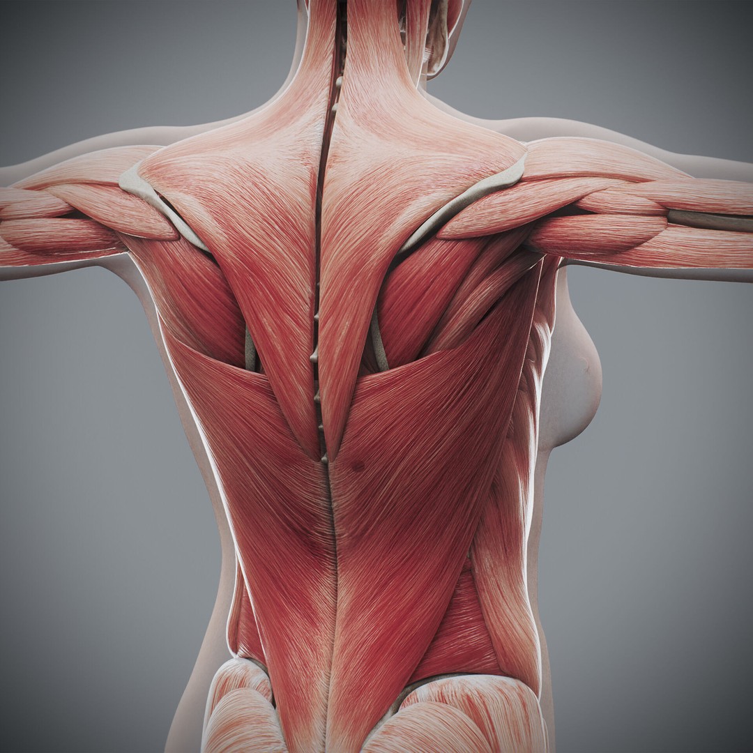 Human Female Anatomy 3D Model – Detailed Skeletal and Muscular Systems, FBX, OBJ - View 14