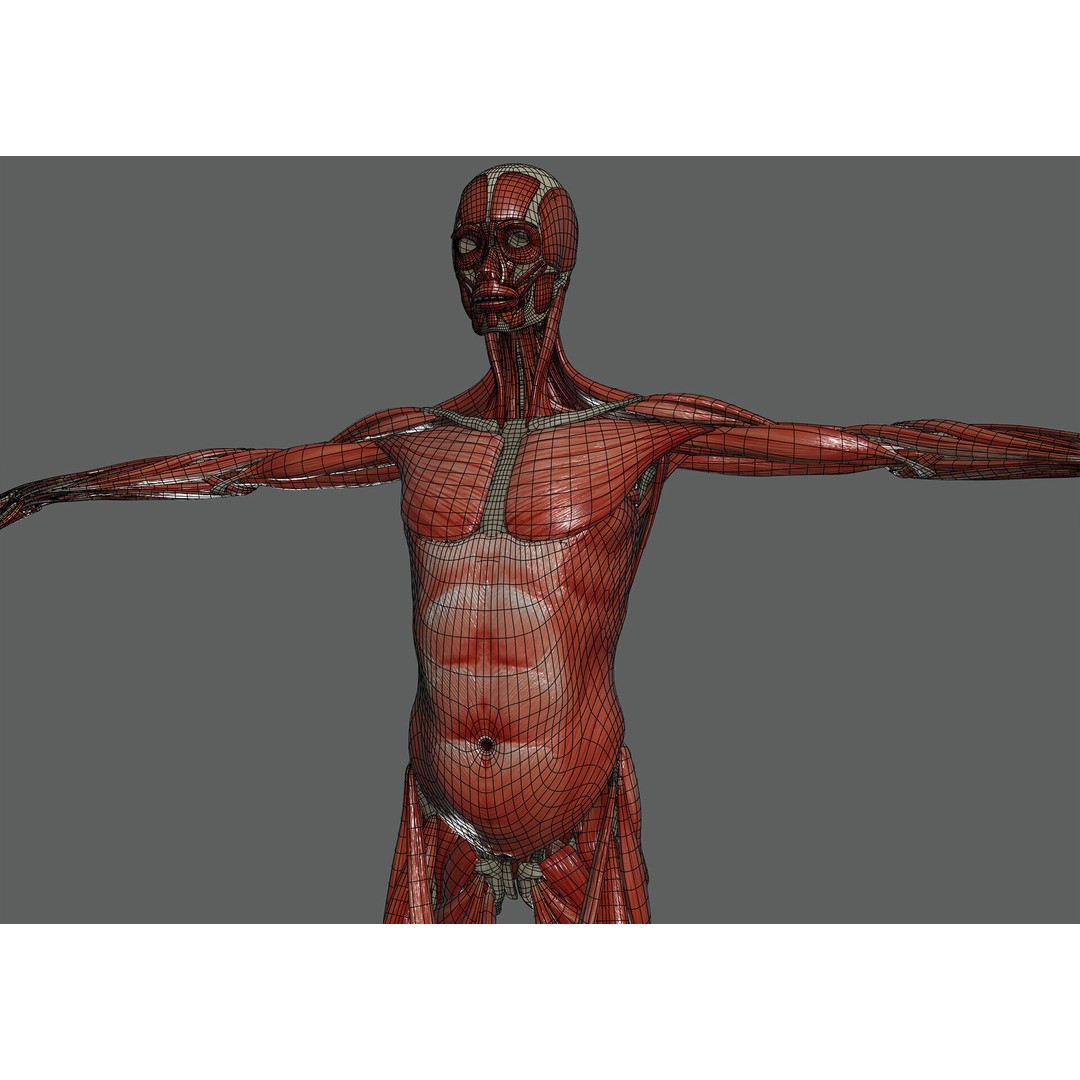 Human Female Anatomy 3D Model – Detailed Skeletal and Muscular Systems, FBX, OBJ - View 15