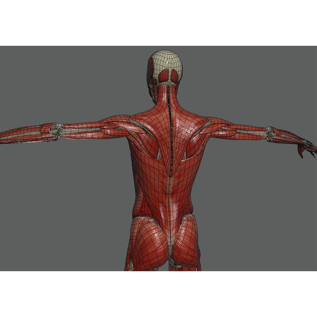 Human Female Anatomy 3D Model – Detailed Skeletal and Muscular Systems, FBX, OBJ - View 16