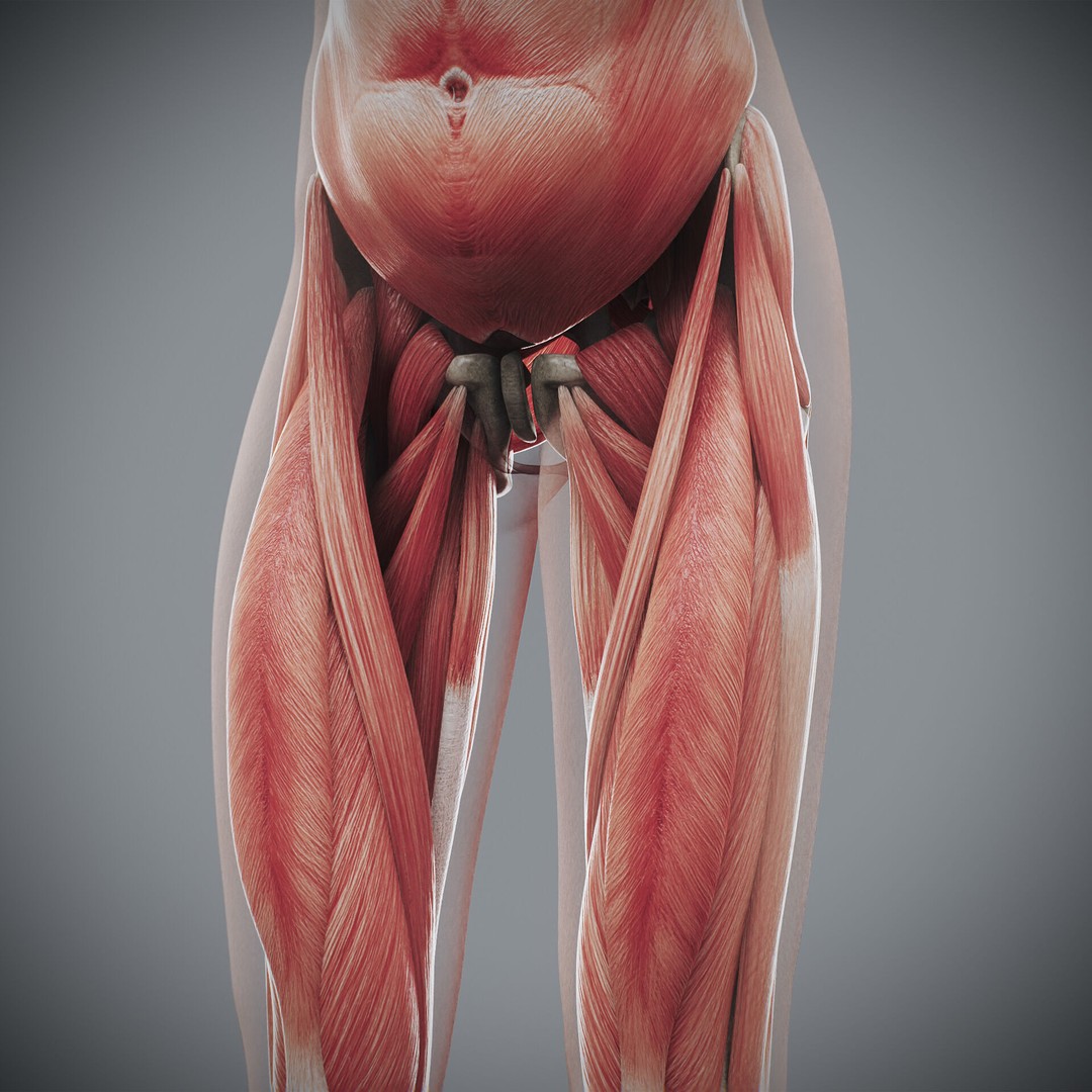 Human Female Anatomy 3D Model – Detailed Skeletal and Muscular Systems, FBX, OBJ - View 17