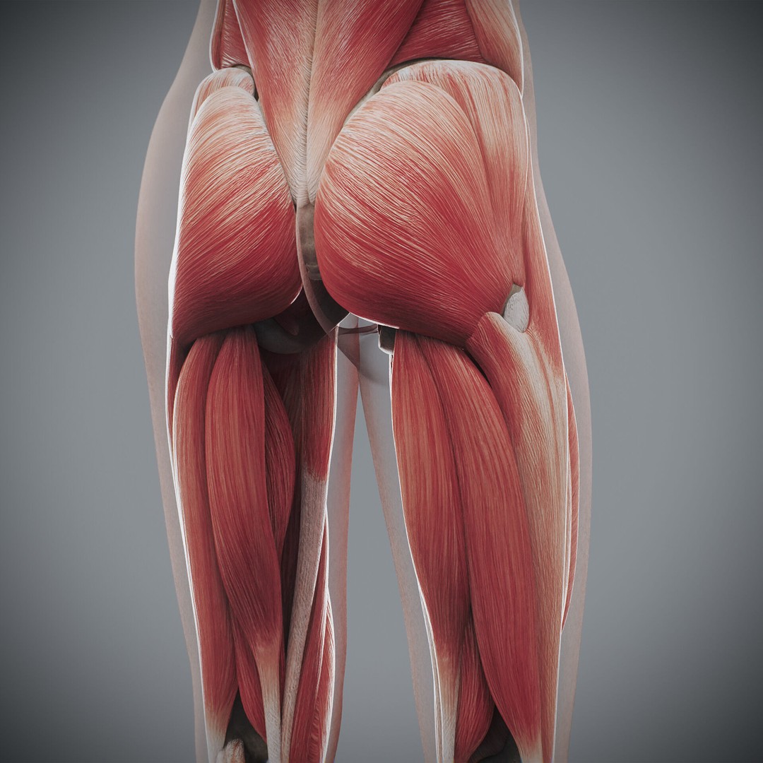 Human Female Anatomy 3D Model – Detailed Skeletal and Muscular Systems, FBX, OBJ - View 18