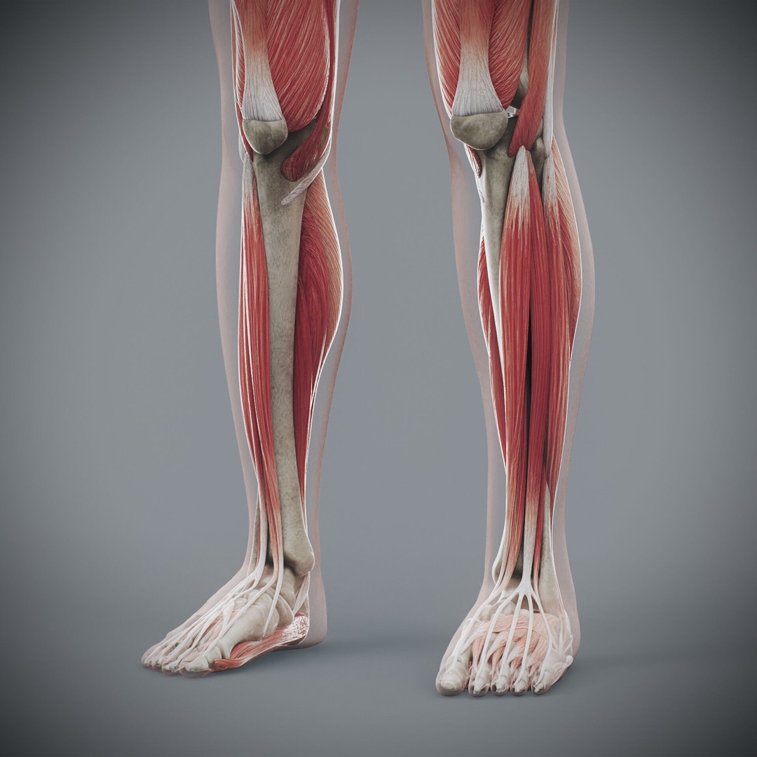 Human Female Anatomy 3D Model – Detailed Skeletal and Muscular Systems, FBX, OBJ - View 19