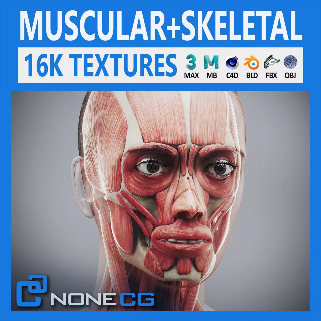 Human Female Anatomy 3D Model – Detailed Skeletal and Muscular Systems, FBX, OBJ - View 2