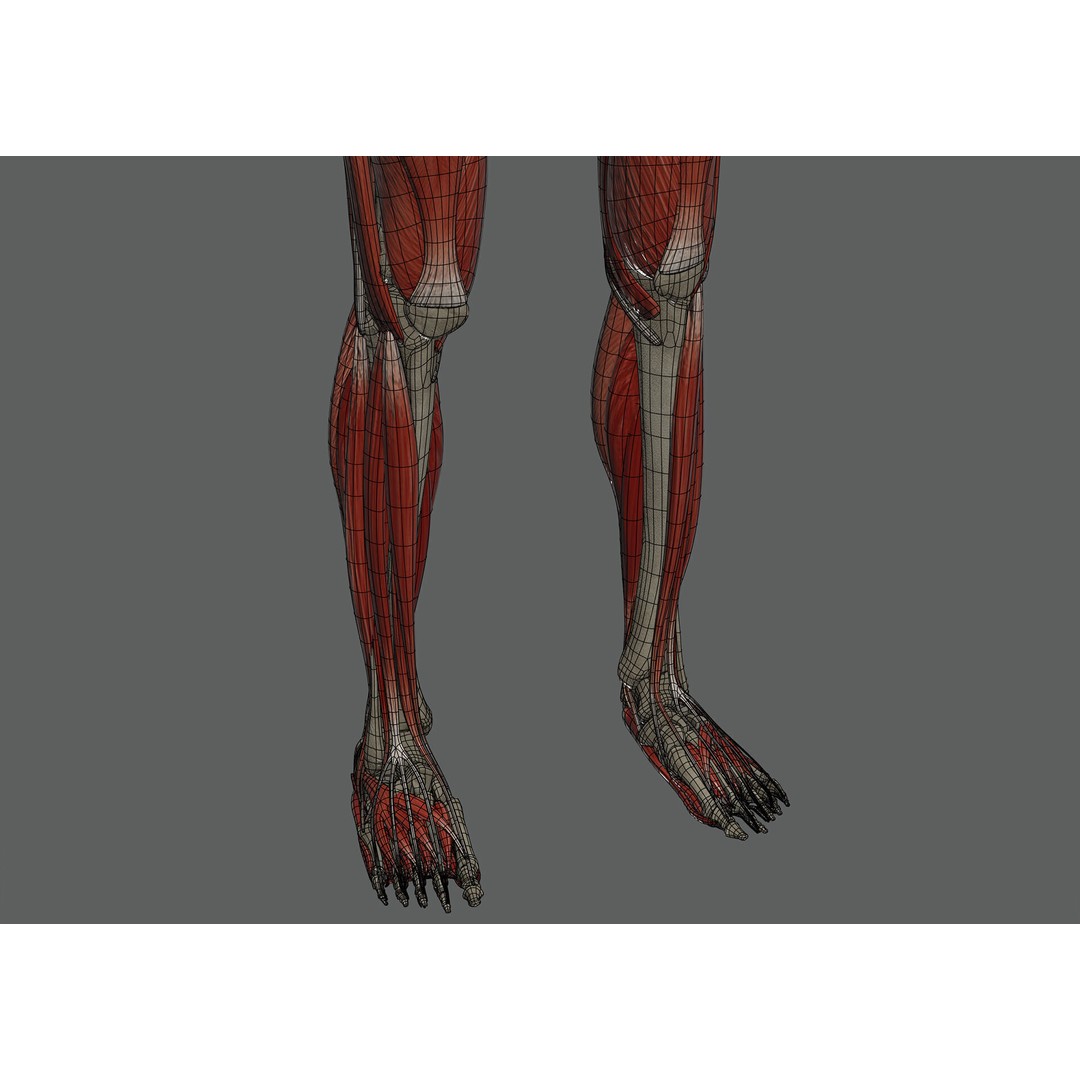 Human Female Anatomy 3D Model – Detailed Skeletal and Muscular Systems, FBX, OBJ - View 20