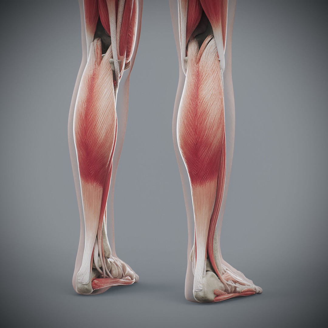 Human Female Anatomy 3D Model – Detailed Skeletal and Muscular Systems, FBX, OBJ - View 21