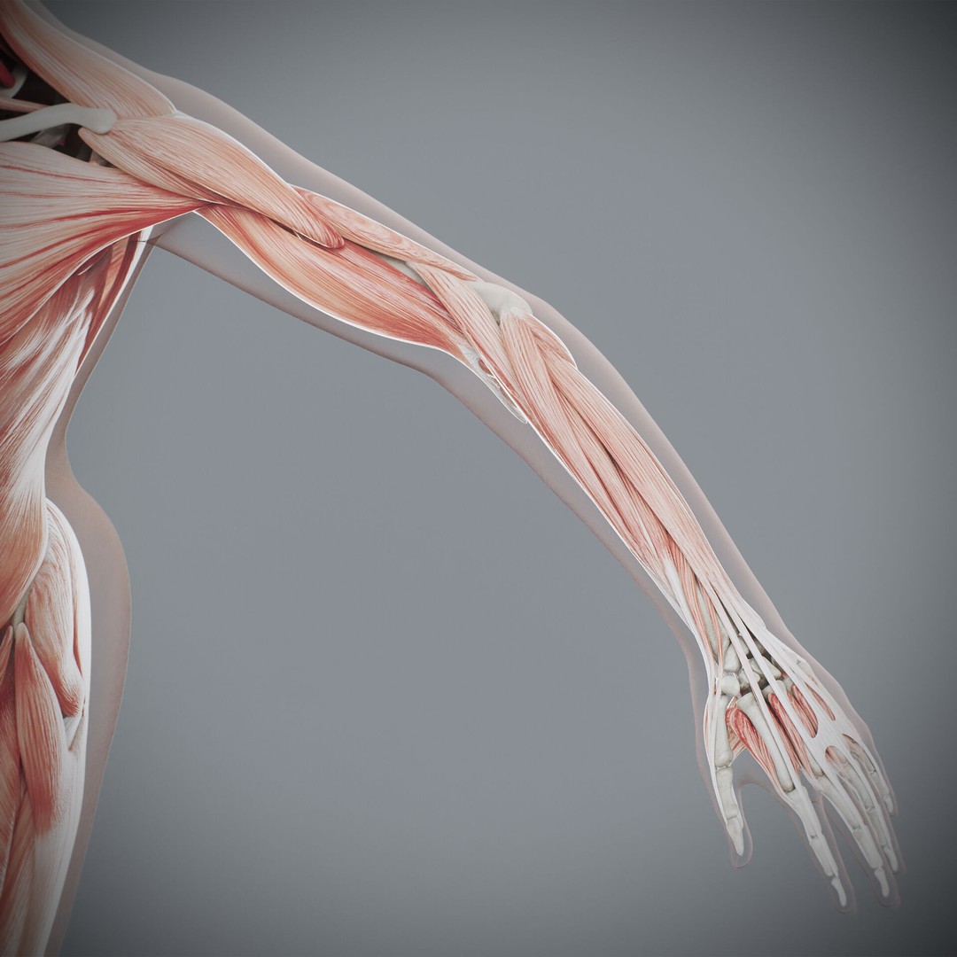 Human Female Anatomy 3D Model – Detailed Skeletal and Muscular Systems, FBX, OBJ - View 22