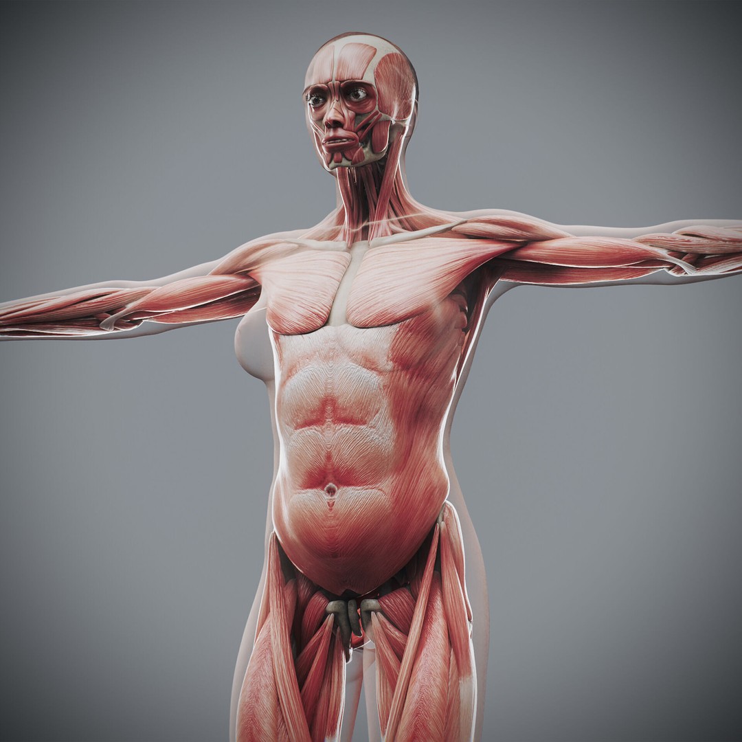 Human Female Anatomy 3D Model – Detailed Skeletal and Muscular Systems, FBX, OBJ - View 3