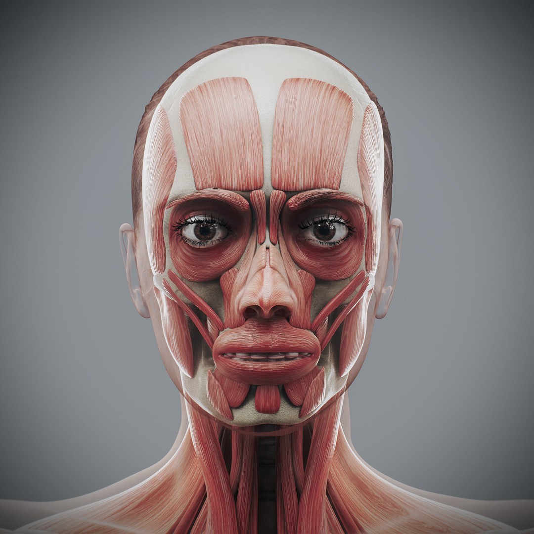 Human Female Anatomy 3D Model – Detailed Skeletal and Muscular Systems, FBX, OBJ - View 4
