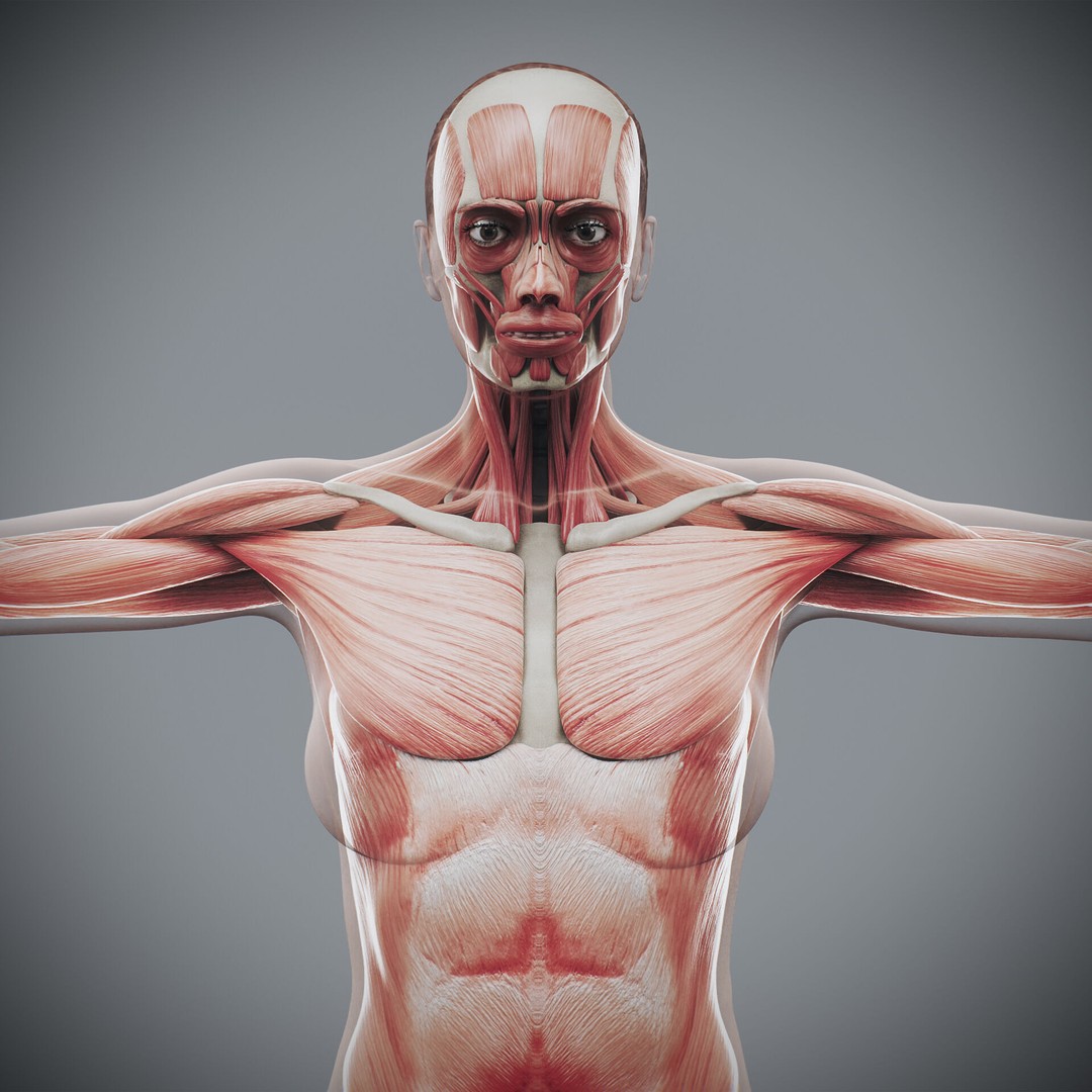 Human Female Anatomy 3D Model – Detailed Skeletal and Muscular Systems, FBX, OBJ - View 5