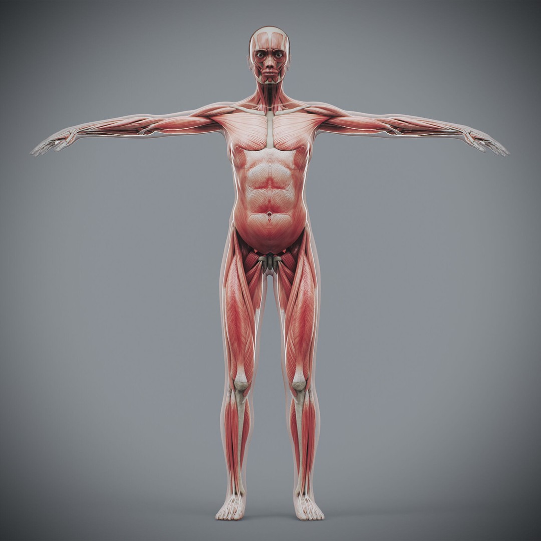 Human Female Anatomy 3D Model – Detailed Skeletal and Muscular Systems, FBX, OBJ - View 6