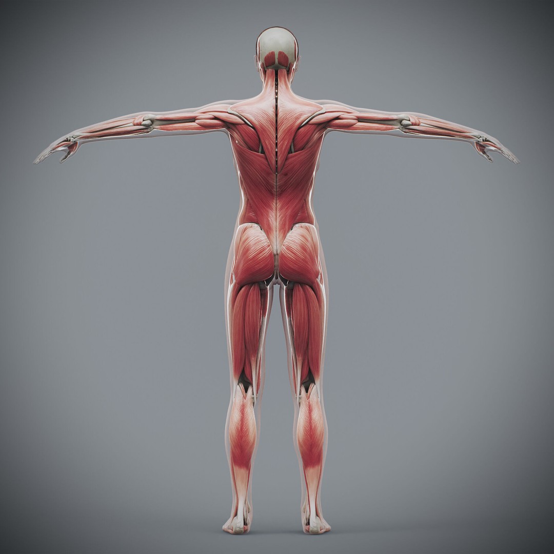 Human Female Anatomy 3D Model – Detailed Skeletal and Muscular Systems, FBX, OBJ - View 7