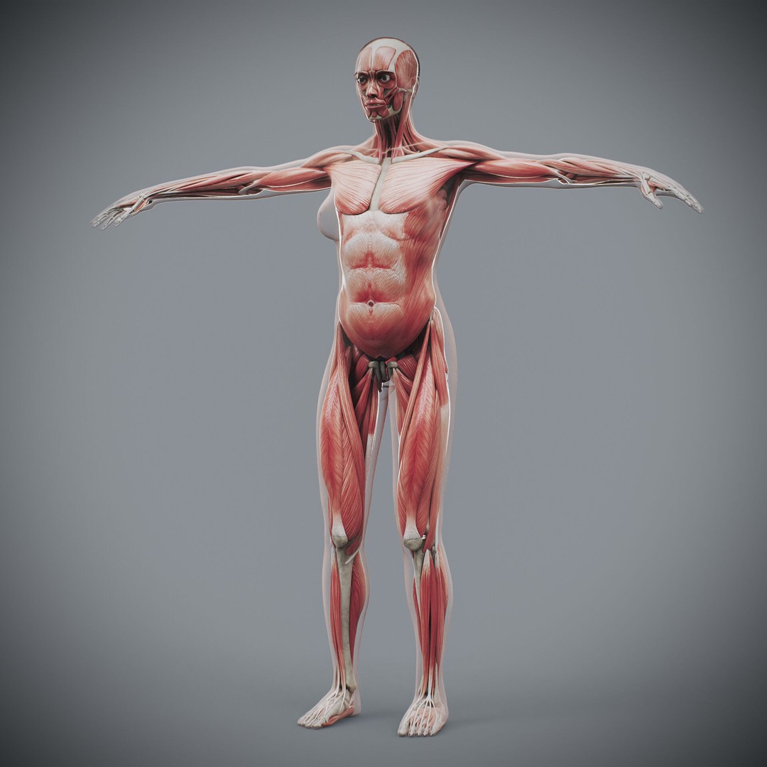 Human Female Anatomy 3D Model – Detailed Skeletal and Muscular Systems, FBX, OBJ - View 8
