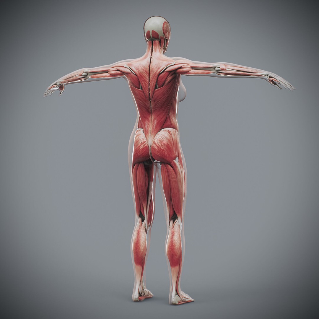 Human Female Anatomy 3D Model – Detailed Skeletal and Muscular Systems, FBX, OBJ - View 9