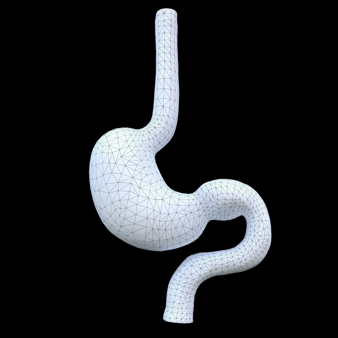 Stomach Cross Sectional Anatomy 3D Model – Low Poly PBR Asset, FBX
