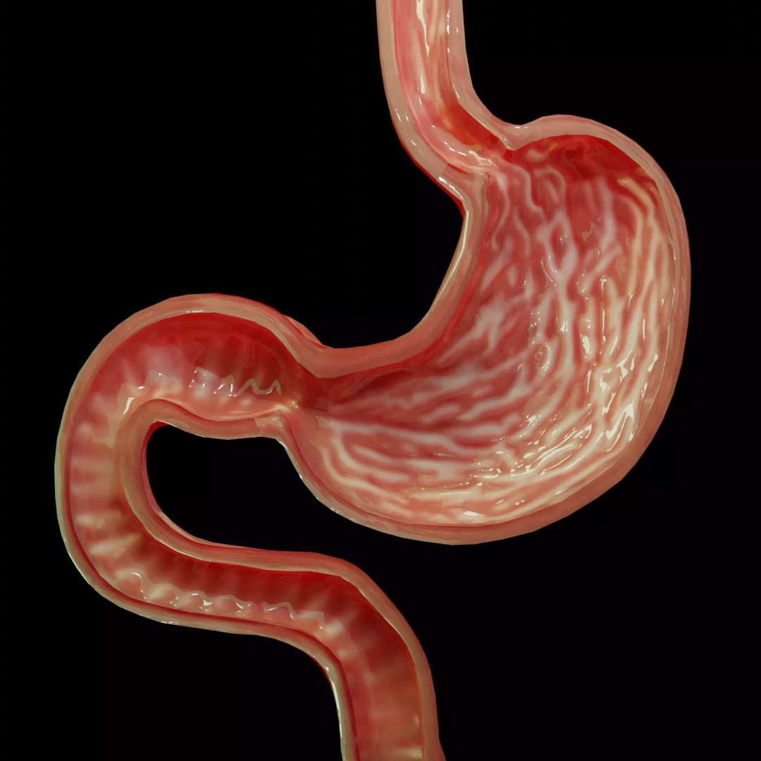 Stomach Cross Sectional Anatomy 3D Model – Low Poly PBR Asset, FBX - View 2