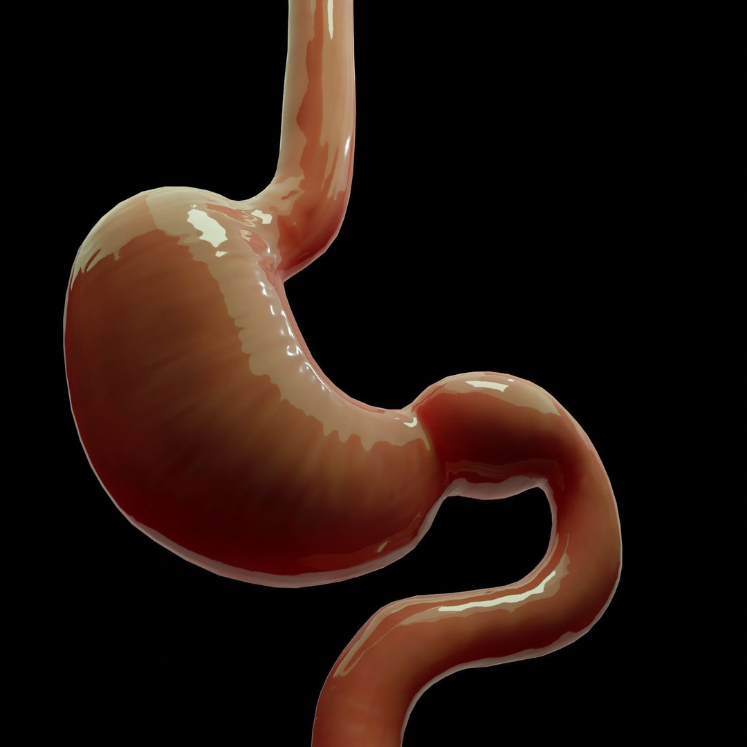 Stomach Cross Sectional Anatomy 3D Model – Low Poly PBR Asset, FBX - View 3