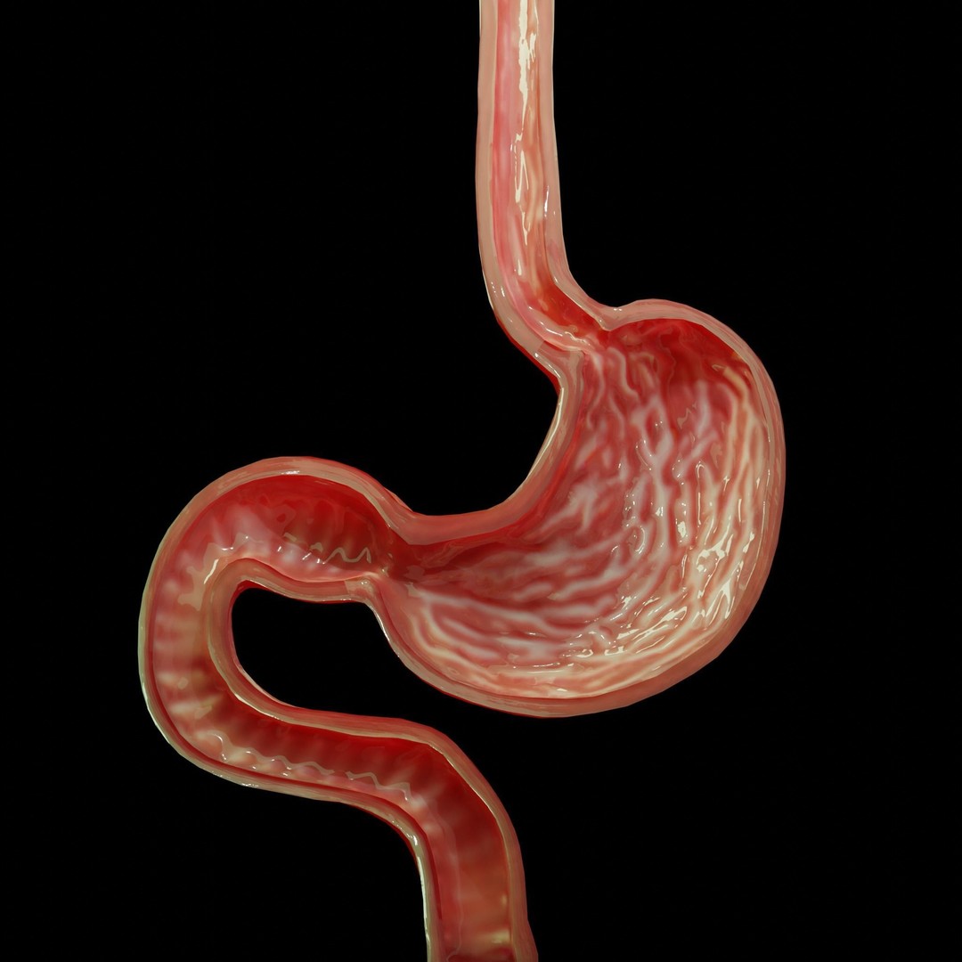 Stomach Cross Sectional Anatomy 3D Model – Low Poly PBR Asset, FBX - View 4