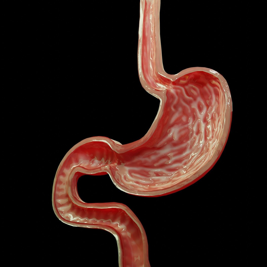 Stomach Cross Sectional Anatomy 3D Model – Low Poly PBR Asset, FBX - View 5