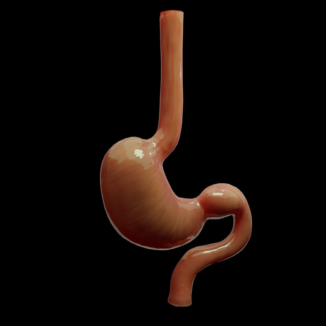 Stomach Cross Sectional Anatomy 3D Model – Low Poly PBR Asset, FBX - View 6