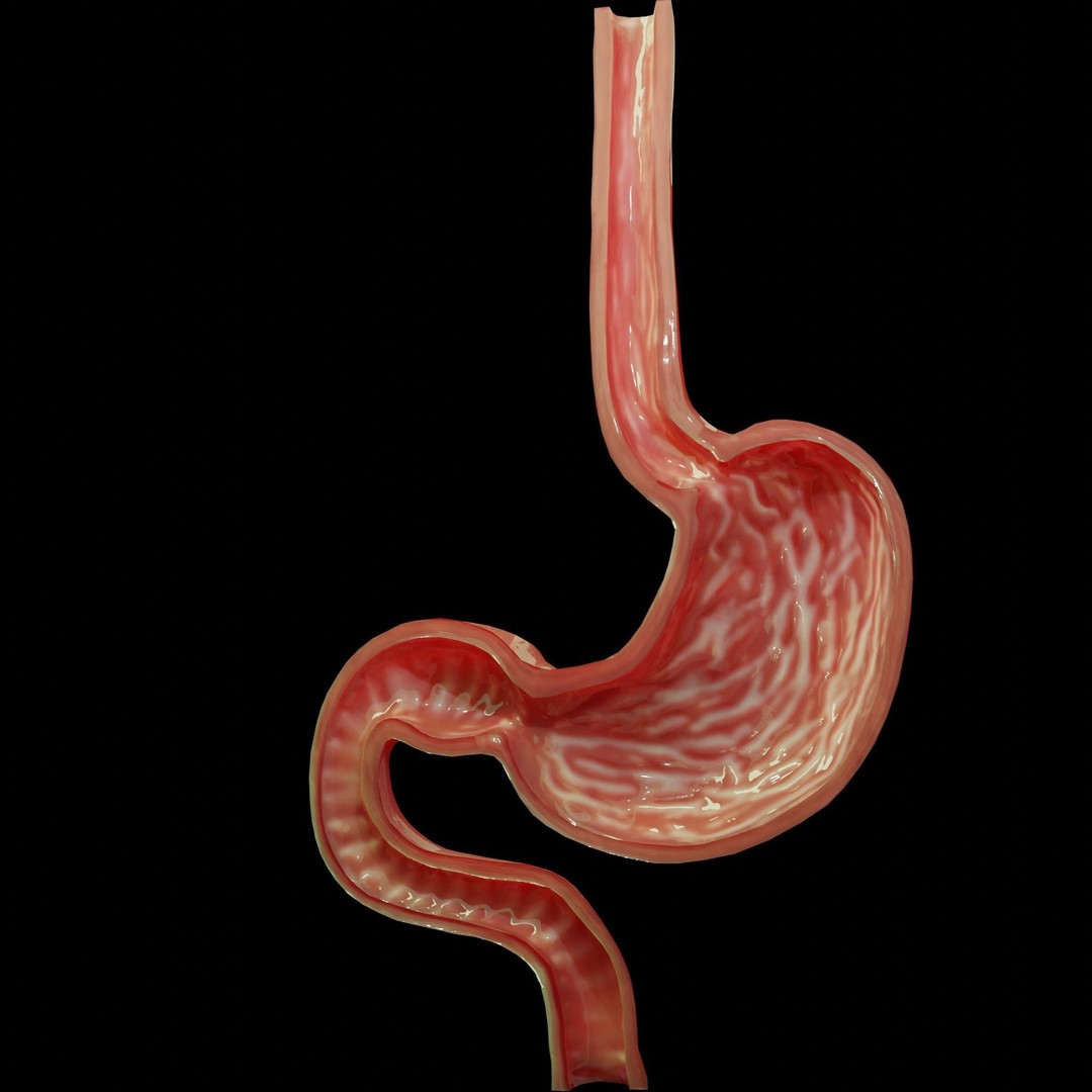 Stomach Cross Sectional Anatomy 3D Model – Low Poly PBR Asset, FBX - View 7