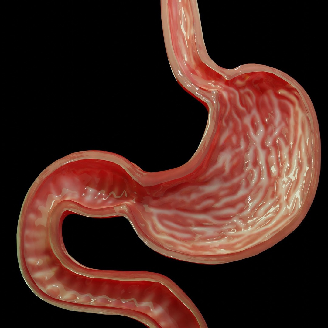 Stomach Cross Sectional Anatomy 3D Model – Low Poly PBR Asset, FBX - View 8