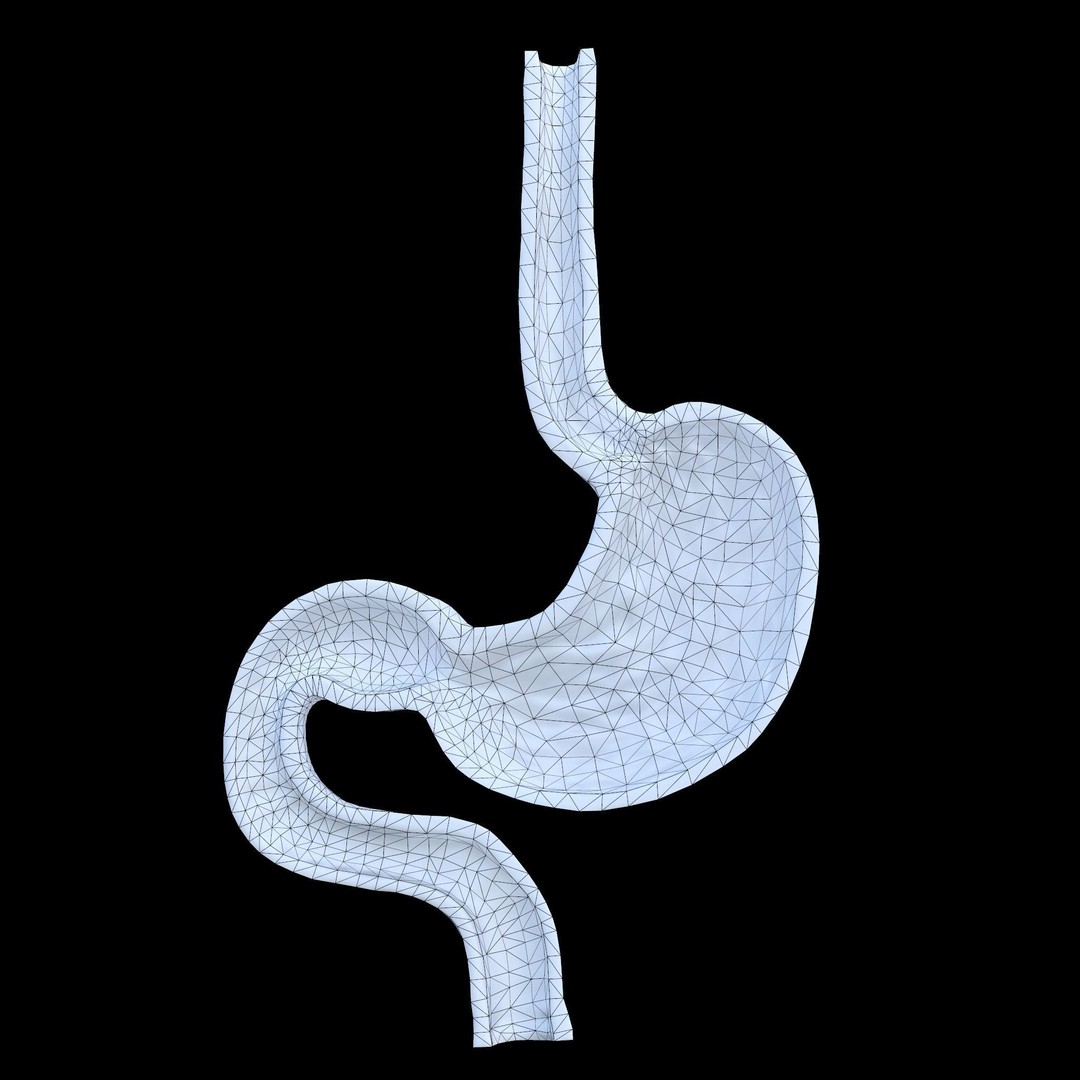 Stomach Cross Sectional Anatomy 3D Model – Low Poly PBR Asset, FBX - View 9