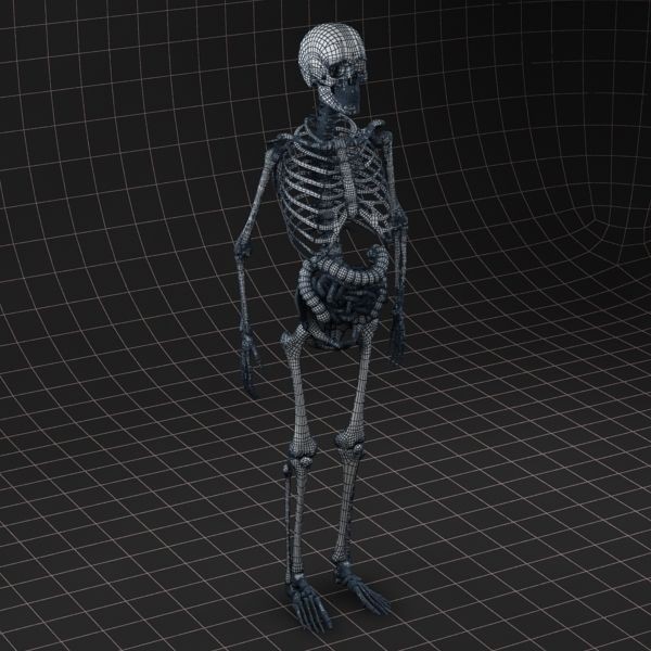 Complete Skeleton and Anatomy Intestine 3D Model – Medical Character Asset, FBX, OBJ