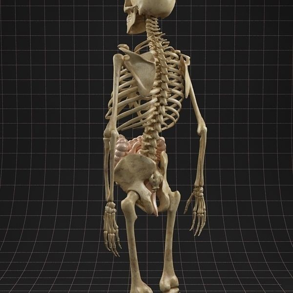 Complete Skeleton and Anatomy Intestine 3D Model – Medical Character Asset, FBX, OBJ - View 10