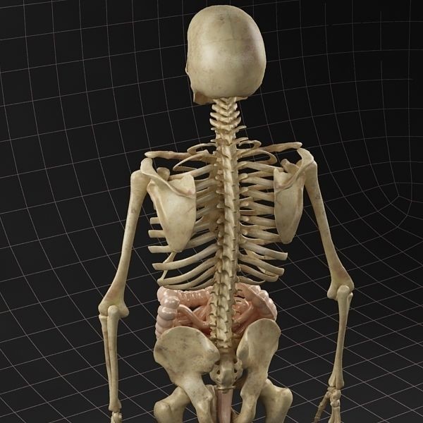 Complete Skeleton and Anatomy Intestine 3D Model – Medical Character Asset, FBX, OBJ - View 11